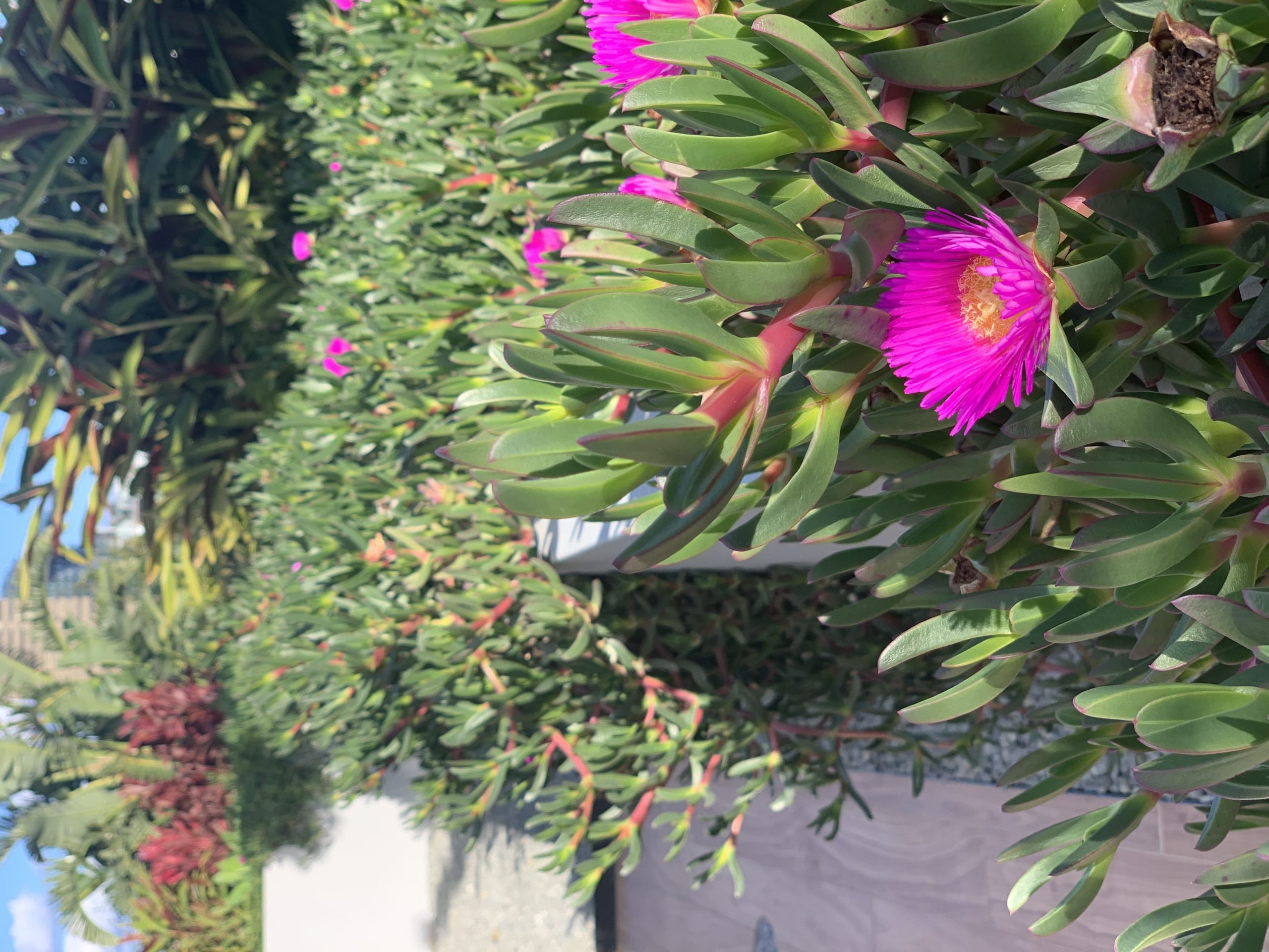 benefits of native plants in landscaping