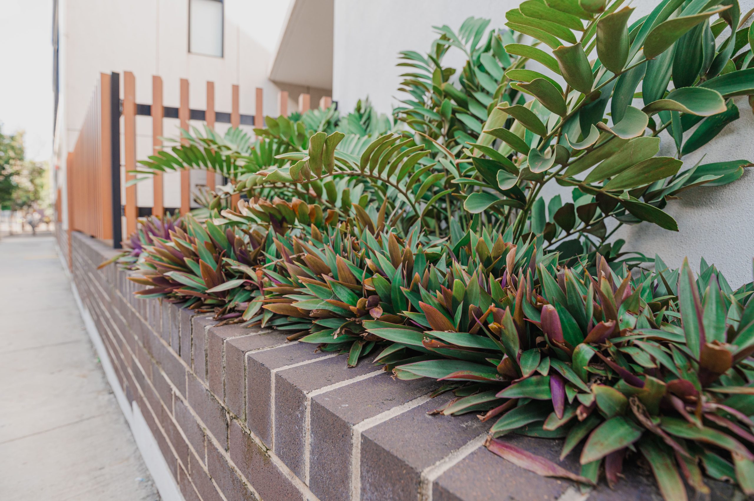 native plants in landscaping
